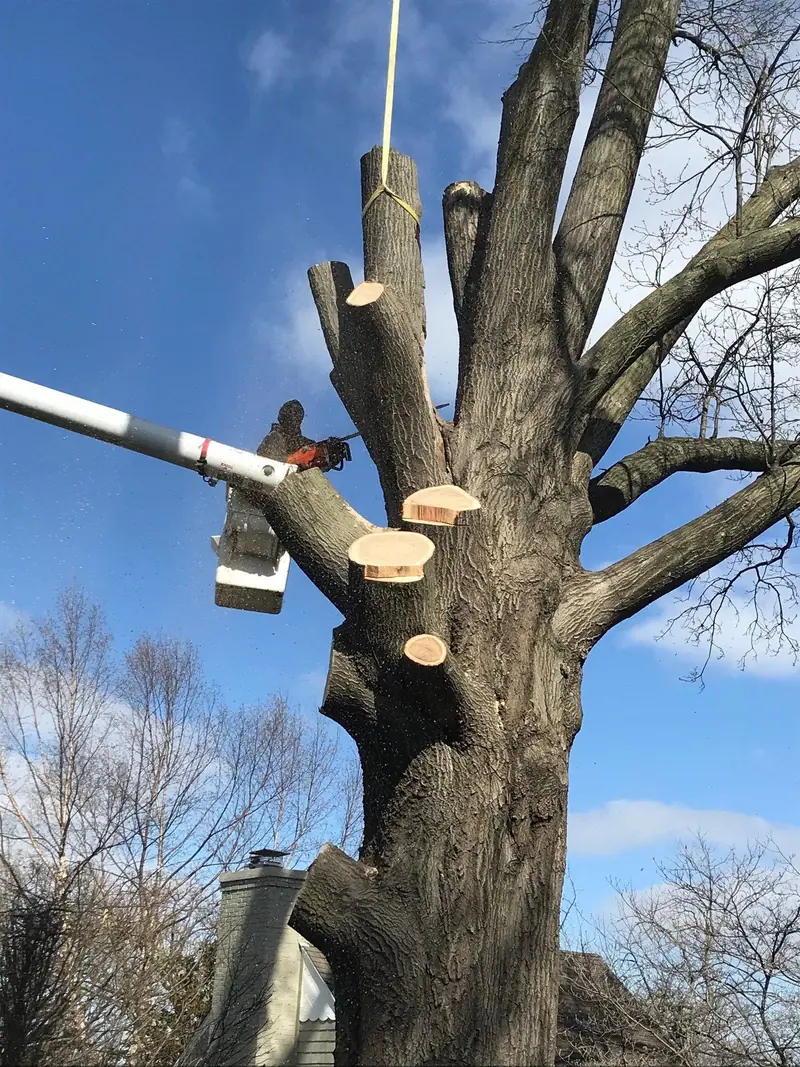Arborist in a bucket lift cutting a large tree with a chainsaw, sections being lowered by a strap
