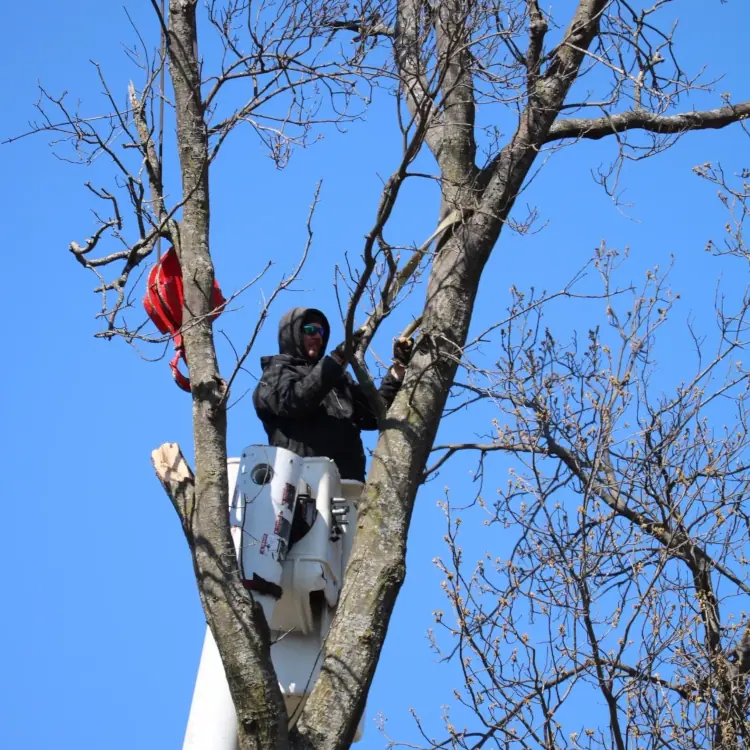 Arborist in a bucket cutting limbs high in a bare tree against blue sky