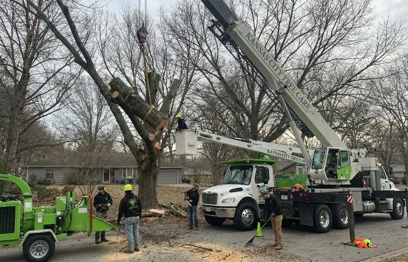 Crane and bucket truck taking down a large tree in a front yard while the crew works below