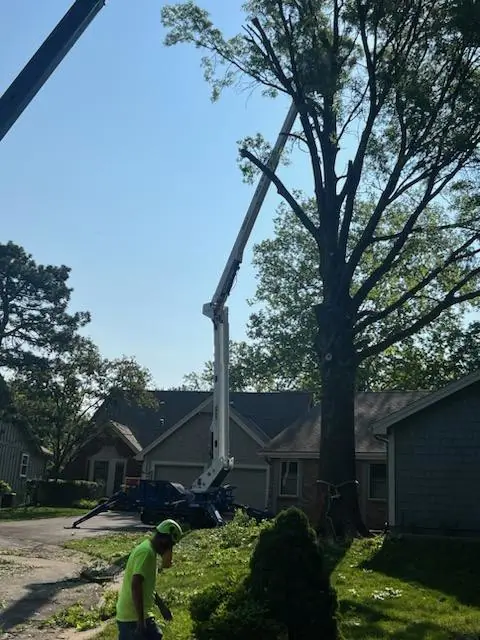 Tree care crew using a large crane to prune a tall tree next to residential homes