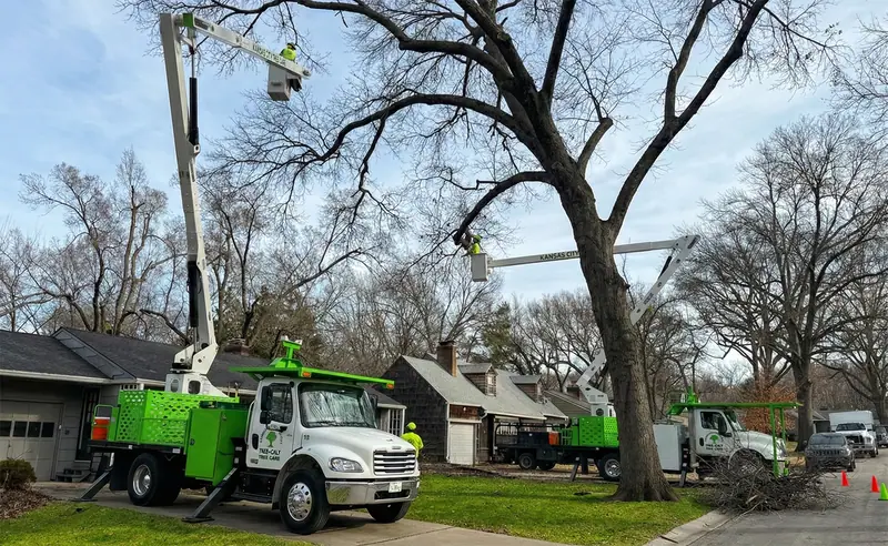 Lime-green bucket trucks working a large tree on a residential street