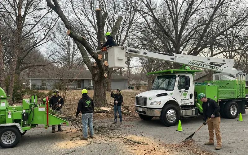 Crew with a bucket truck and chipper trimming a large tree in a front yard