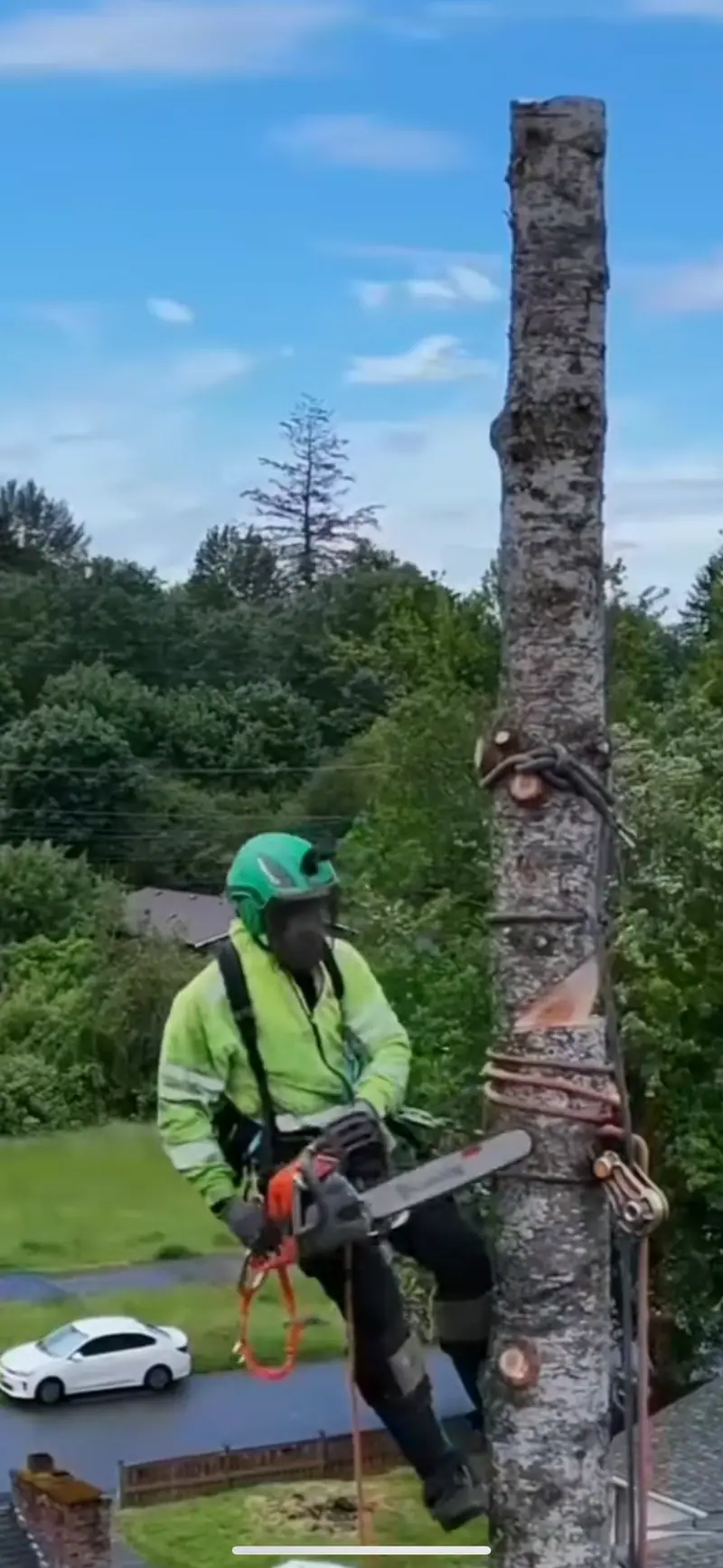 Climber in a green helmet and hi-vis spur-climbing a stripped trunk with a chainsaw