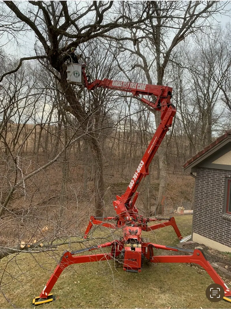 Tree worker in a red spider lift trimming branches of a large bare tree