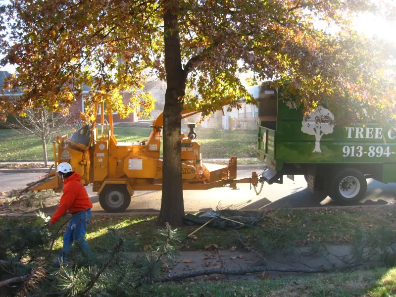 Worker in hard hat feeding branches into a yellow wood chipper attached to a green truck