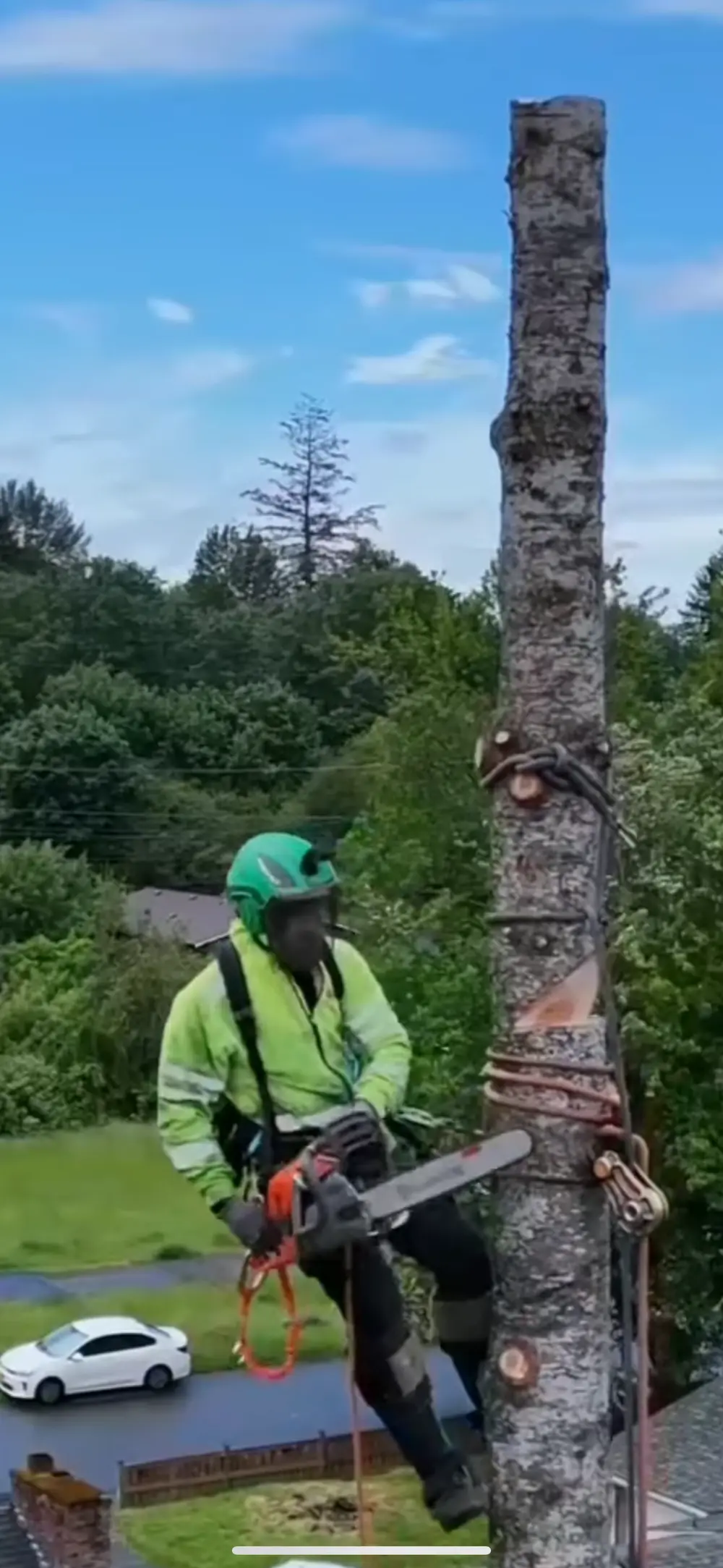 Climber in a green helmet and hi-vis spur-climbing a stripped trunk with a chainsaw