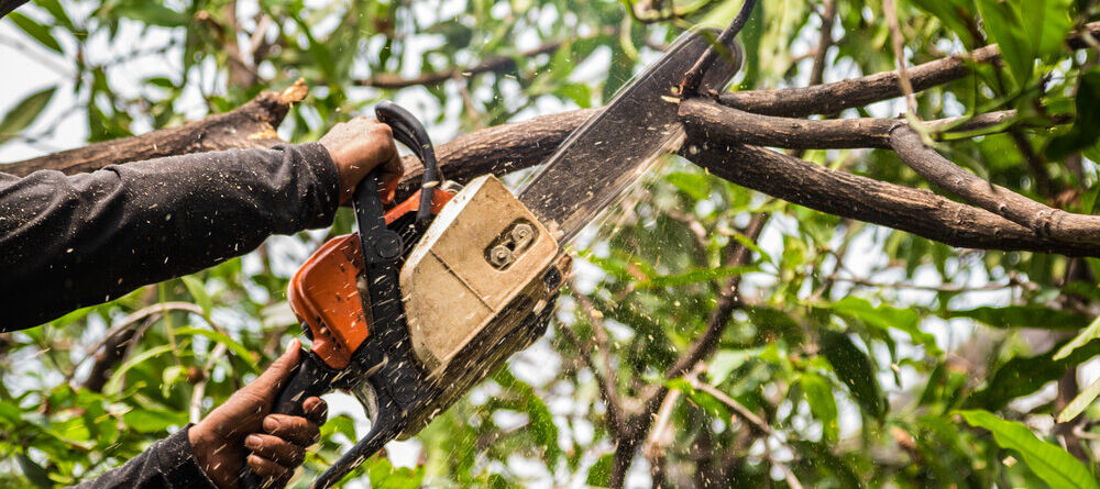 tree trimming-kansas-city-tree-care-arborist