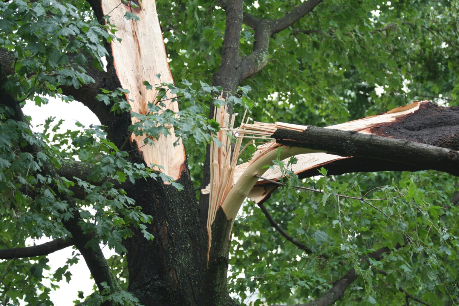 kansas-city-tree-care-Hazardous-Tree-Assessments-1536x1024