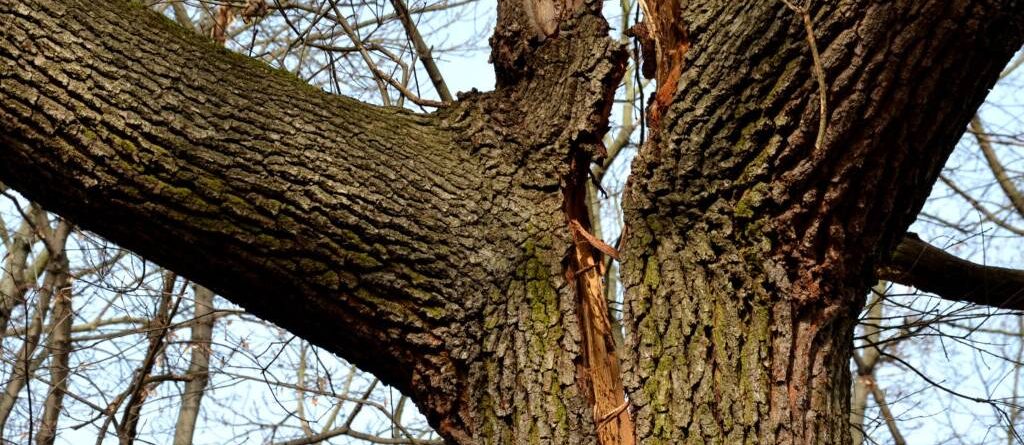 Arborists-cracked-trunks-tree-splits-kansas-city-tree-care