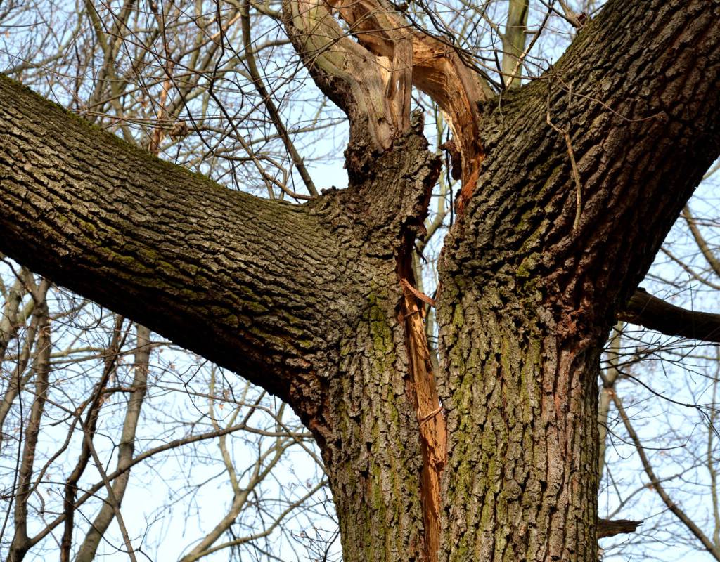 Arborists-cracked-trunks-tree-splits-kansas-city-tree-care