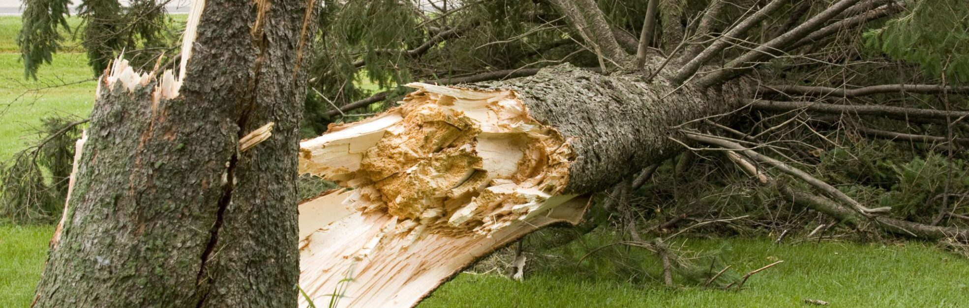 downed tree - kansas city - Hazardous Tree Assessments