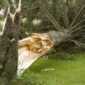 downed tree - kansas city - Hazardous Tree Assessments