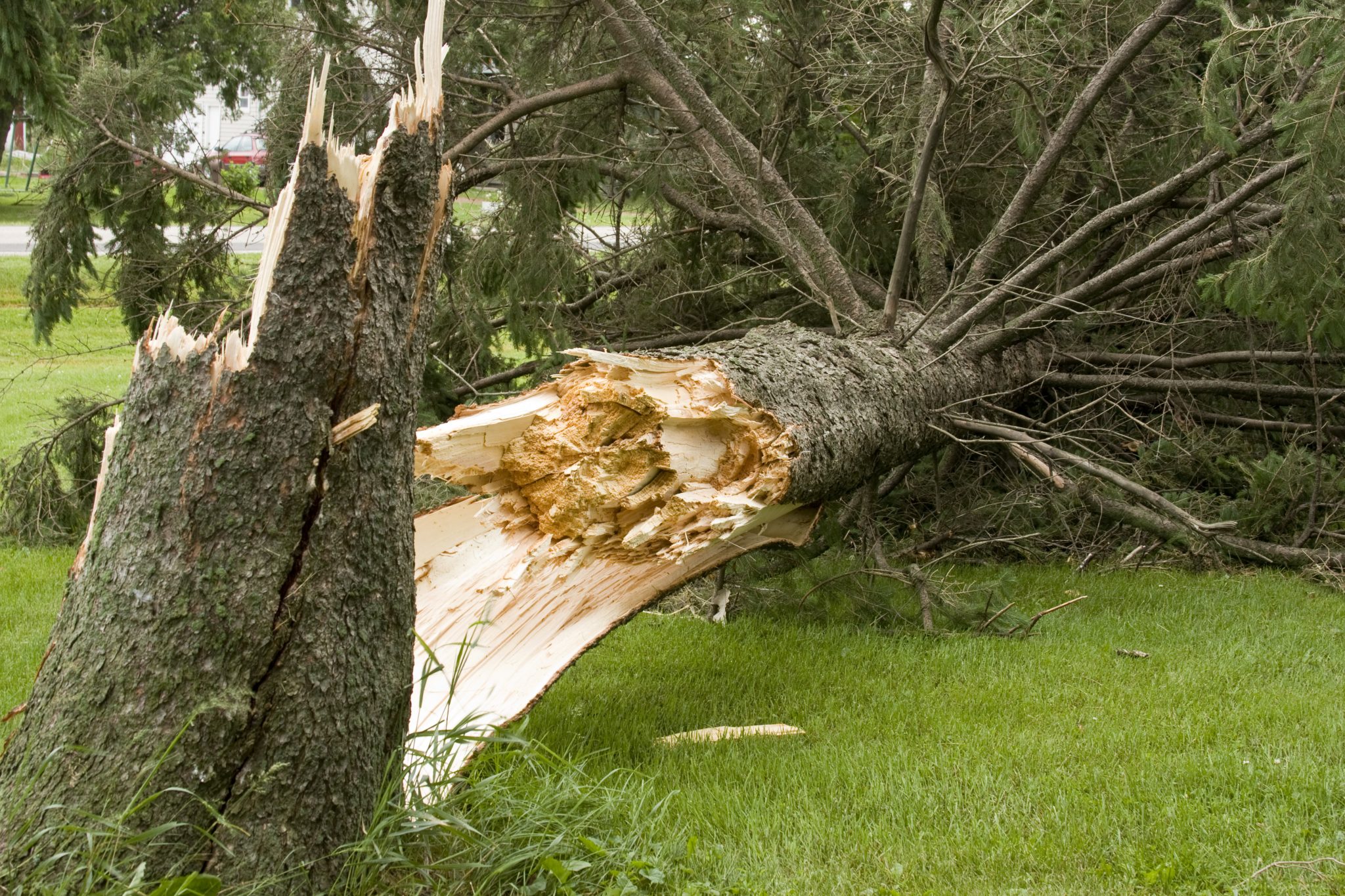 downed tree - kansas city - Hazardous Tree Assessments