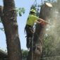 Kansas City Tree Care