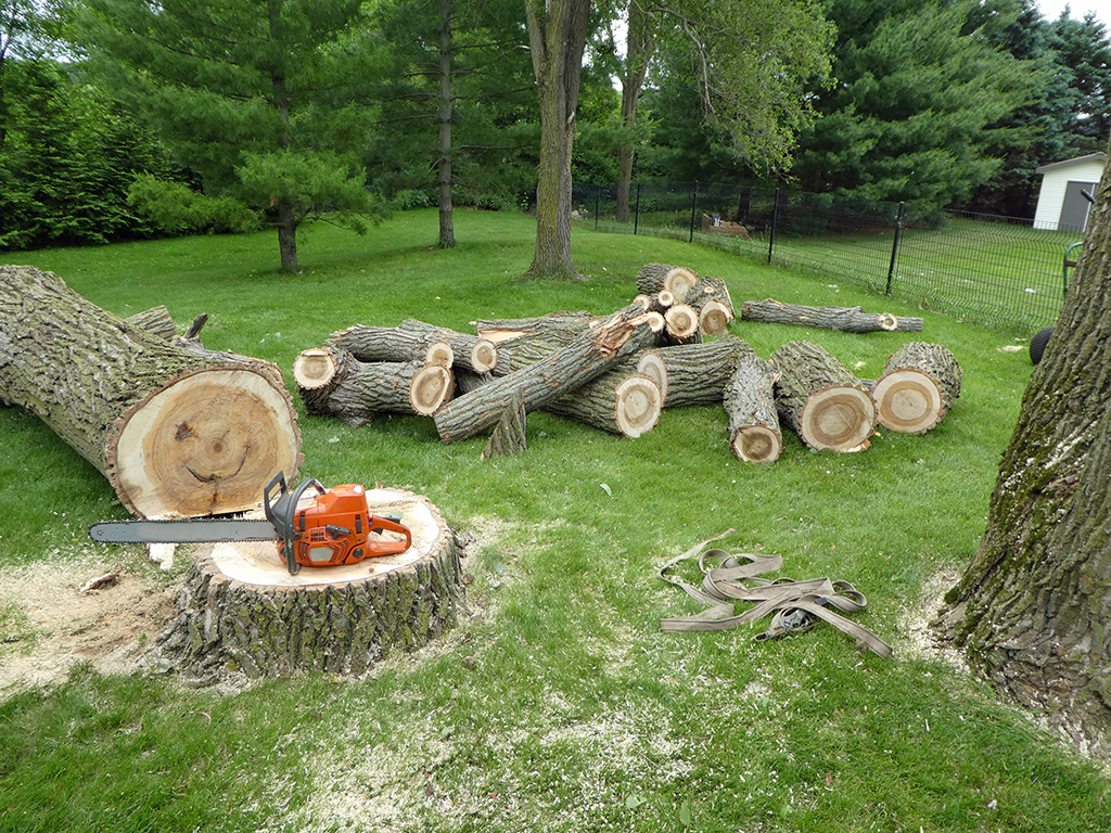 What-to-Expect-During-a-Tree-Removal-Service-_kansas-city-missouri-tree-removal