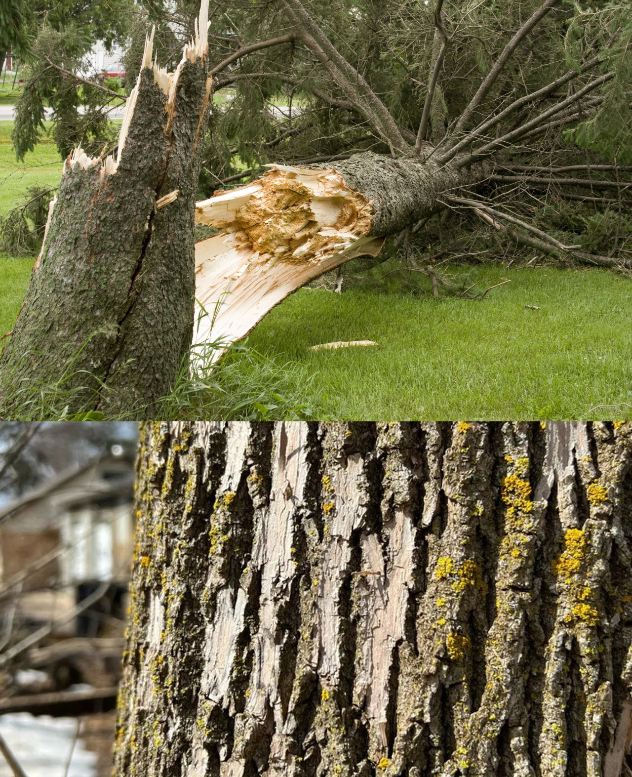 downed tree - kansas city - Hazardous Tree Assessments