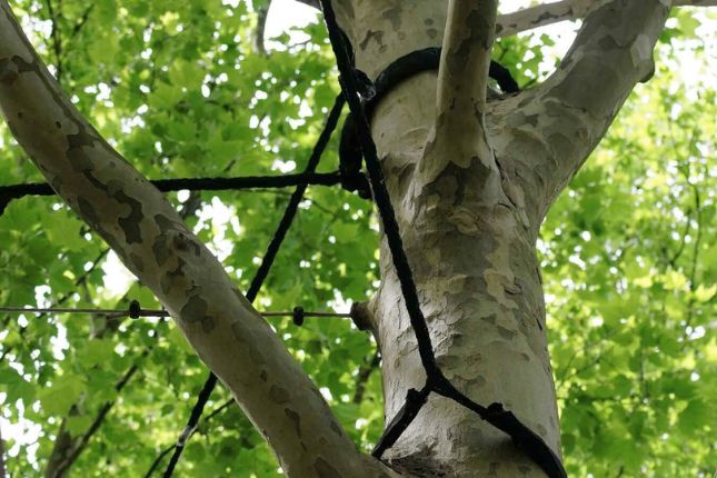 tree-cabling-bracing-header