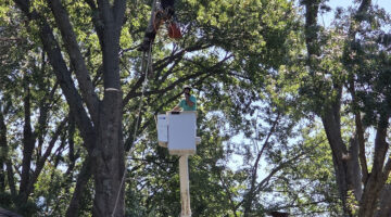 Kansas City Tree Care | 913-894-4767 | Tree Removal | 66205