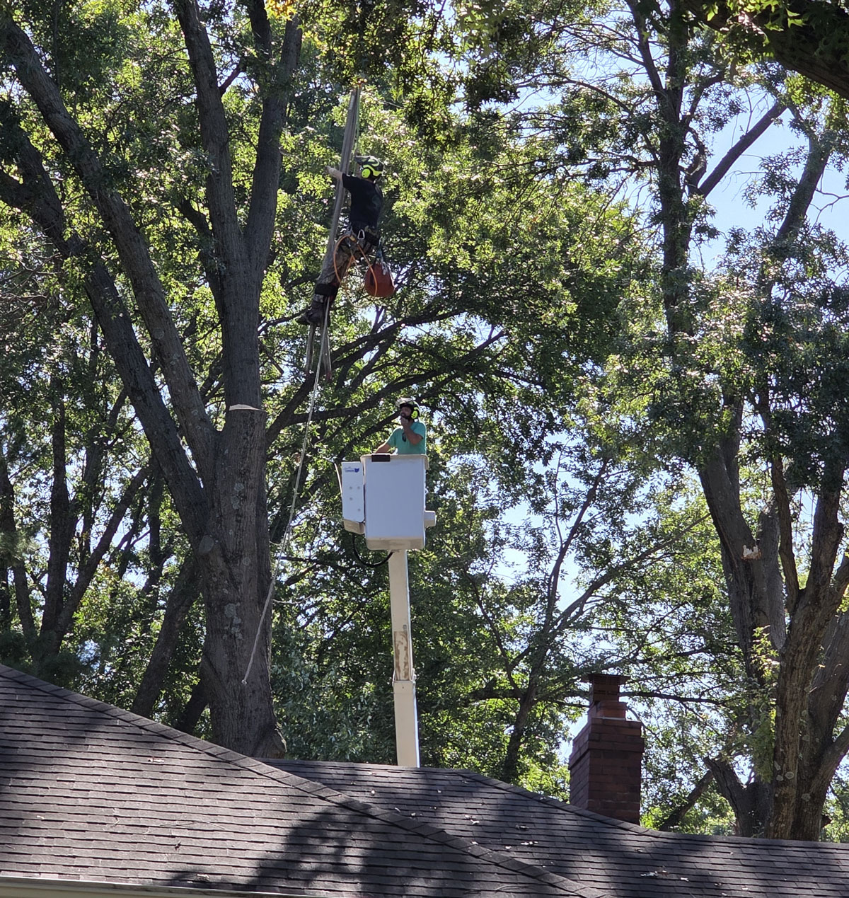 Kansas City Tree Care | 913-894-4767 | Tree Removal | 66205