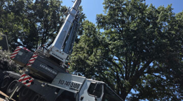 Kansas City Tree Care | 913-894-4767 | Tree Removal | 66205