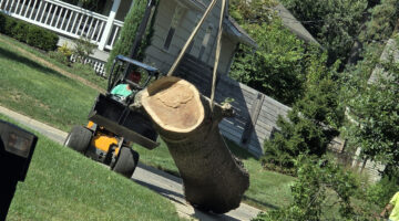 Kansas City Tree Care | 913-894-4767 | Tree Removal | 66205
