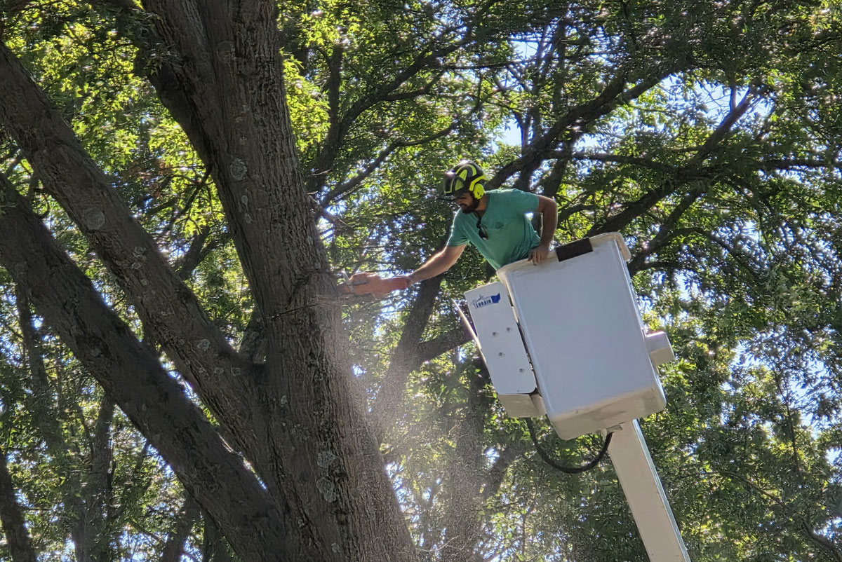 Kansas City Tree Care | 913-894-4767 | Tree Removal | 66205