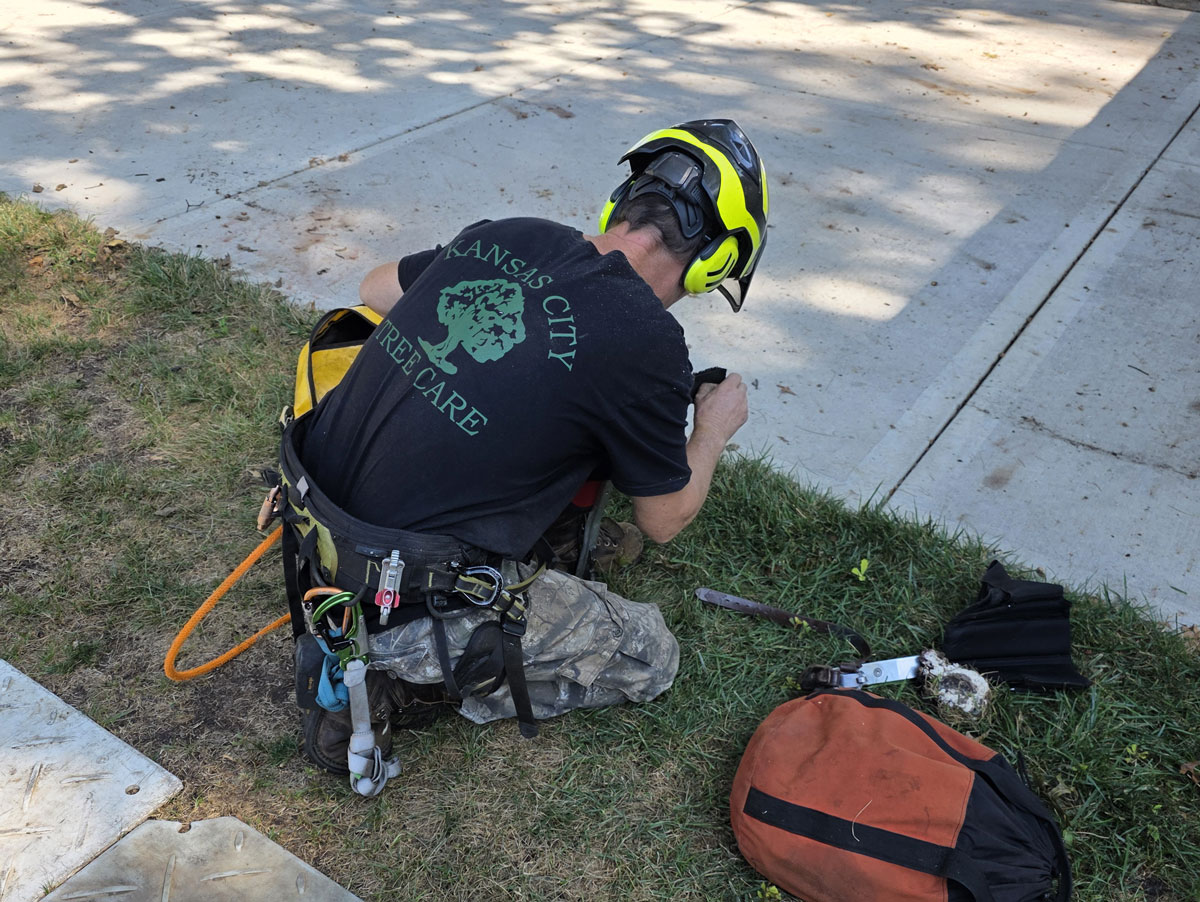 Kansas City Tree Care | 913-894-4767 | Tree Removal | 66205