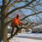 Tree trimming Kansas city