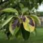 protect your trees from common diseases