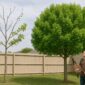 Common diy tree trimming mistakes