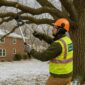 trim trees in kansas city