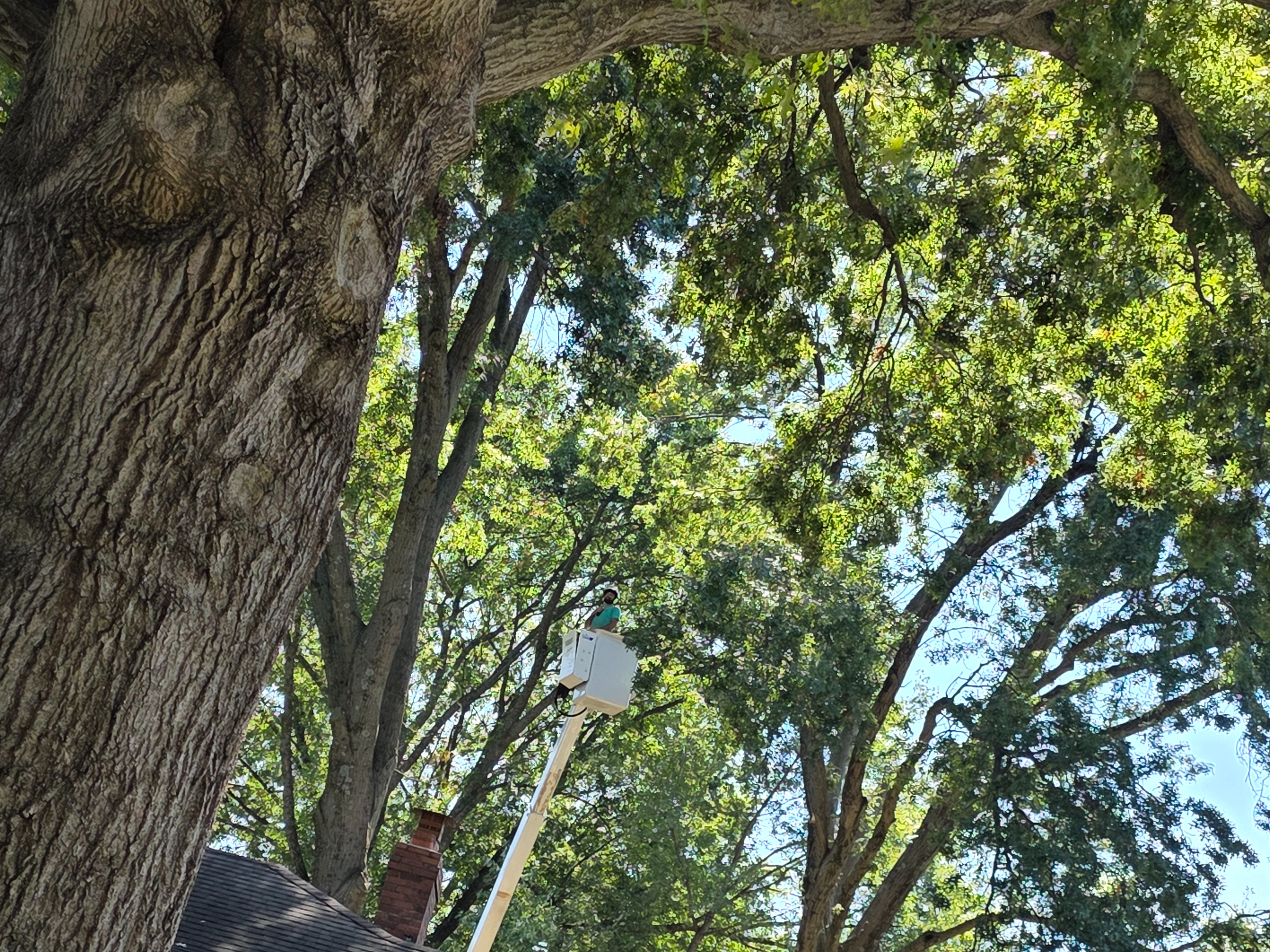 Kansas City Tree Care | 913-894-4767 | Tree Removal | 66205