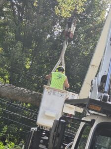 Kansas City Tree Care - 913-894-4767 - Tree Removal - Kansas City MO 64114-28