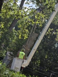 Kansas City Tree Care - 913-894-4767 - Tree Removal - Kansas City MO 64114-34