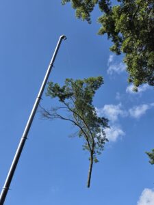 Kansas City Tree Care - 913-894-4767 - Tree Removal - Roeland Park 66205_138