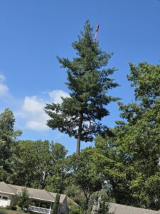 Kansas City Tree Care - 913-894-4767 - Tree Removal - Roeland Park 66205_165