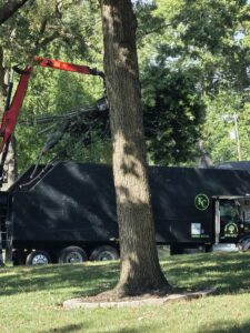 Kansas City Tree Care - 913-894-4767 - Tree Removal - Roeland Park 66205_236