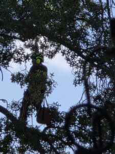 Kansas City Tree Care - 913-894-4767 - Tree Removal - Roeland Park 66205_244