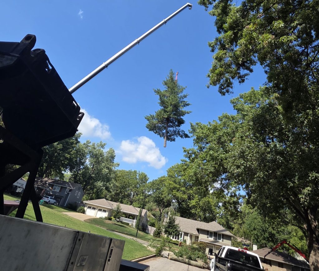 Kansas City Tree Care | 913-894-4767 | Tree Removal | 66205