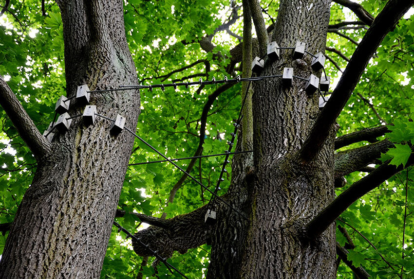 The-Importance-of-Cabling-and-Bracing-in-Kansas-City-Kansas-City-Tree-Care-missouri-kansas