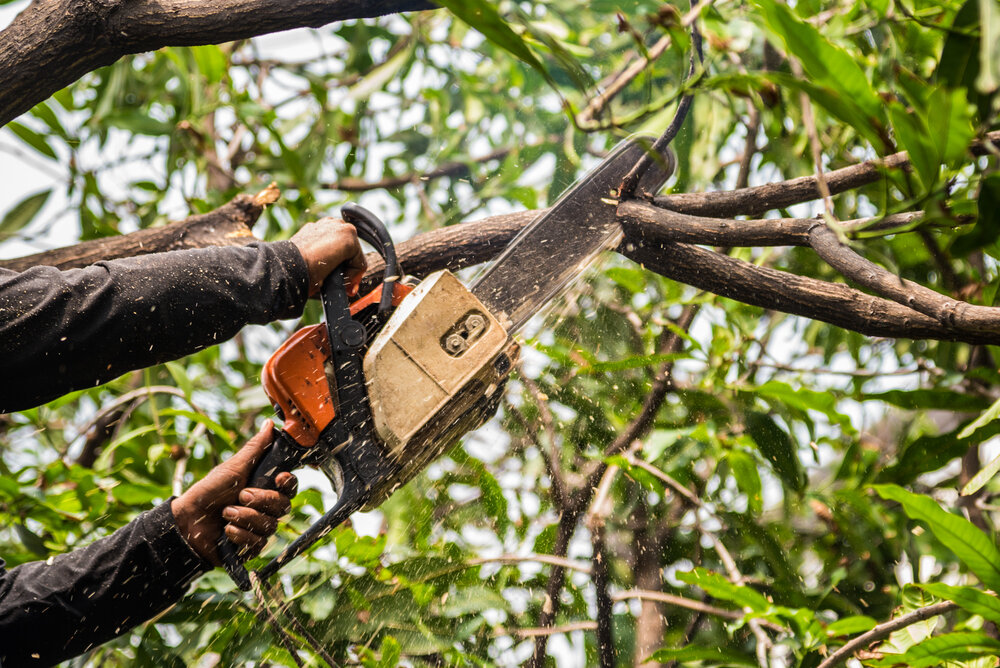 tree trimming-kansas-city-tree-care-arborist